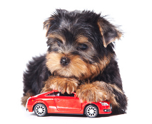 Small dog with car