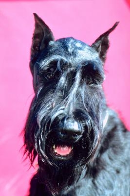 How to Tell If Your Schnauzer Puppy Is Miniature, Standard or Giant