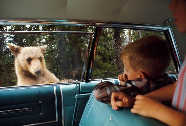 yellowstone-bear-inside-car_18333_600x450