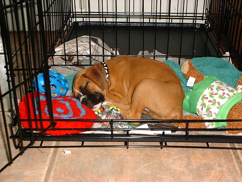 Puppy-crate