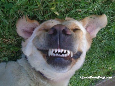 upsidedowndogs.com