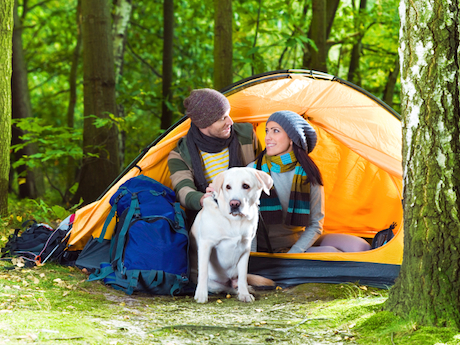 Dog camping tips