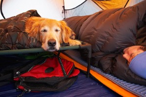 dogs-camping