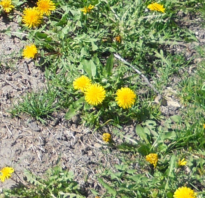 dandelions-in-shoddy-soil