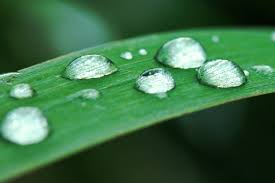 Dew on grass