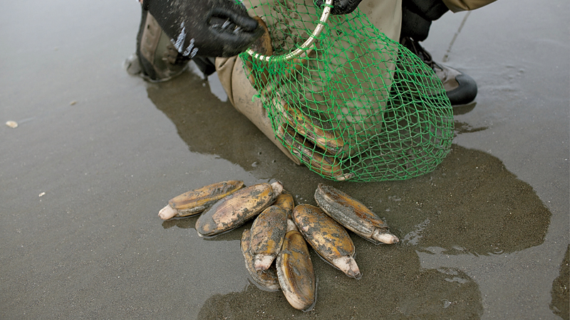 clams