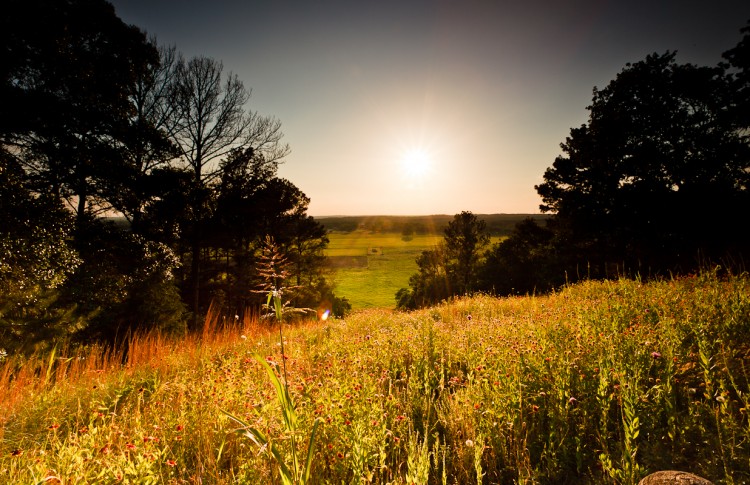 Summer Sun
