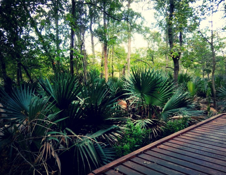 Palmetto