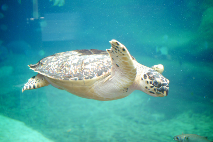 columbus aquarium