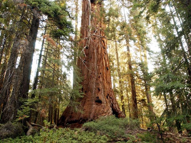 lodgepole
