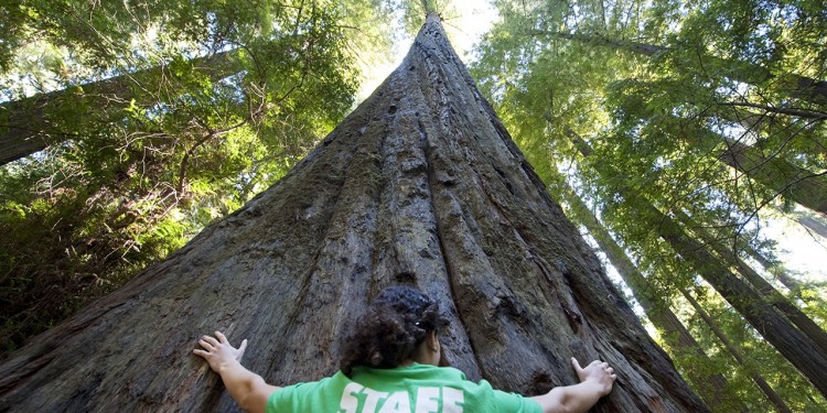 redwoods