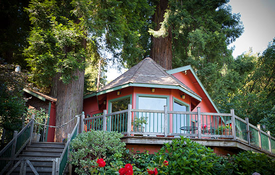 redwood-tree-house