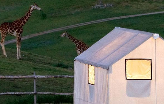 sandiego-safari-sleepover