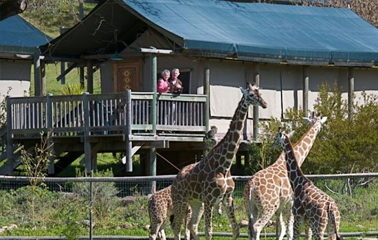safari-west
