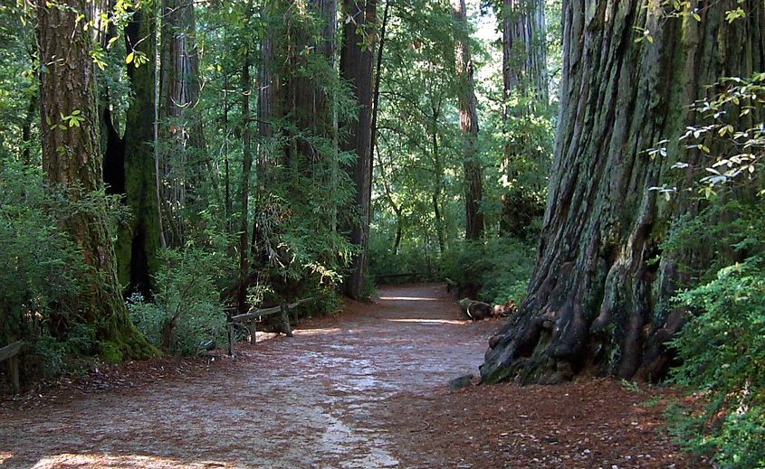 Bigbasinredwoods