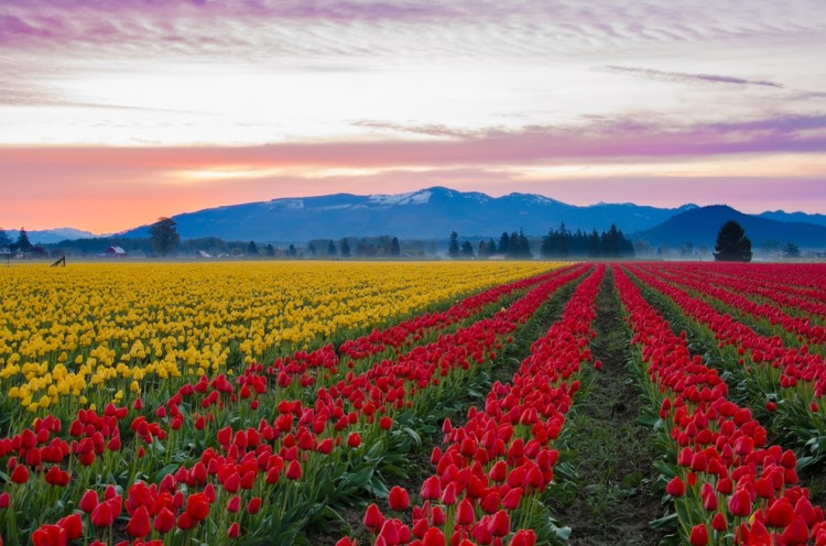 skagit