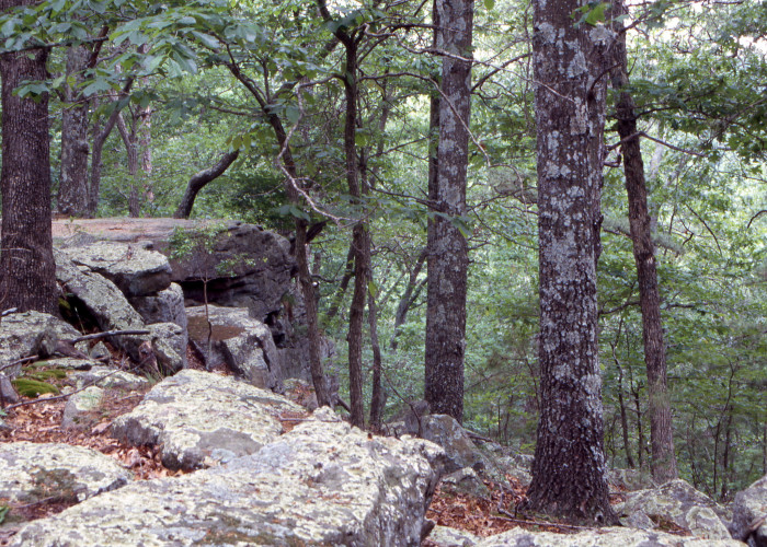 8.-Hawn-State-Park-700x500