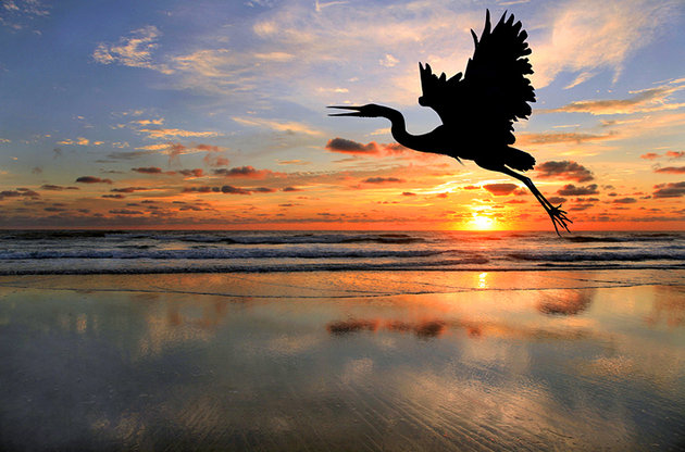 north-carolina-blue-heron-at-the-outer-banks