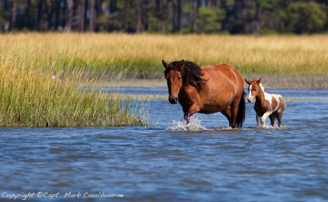 assateagueexplorer