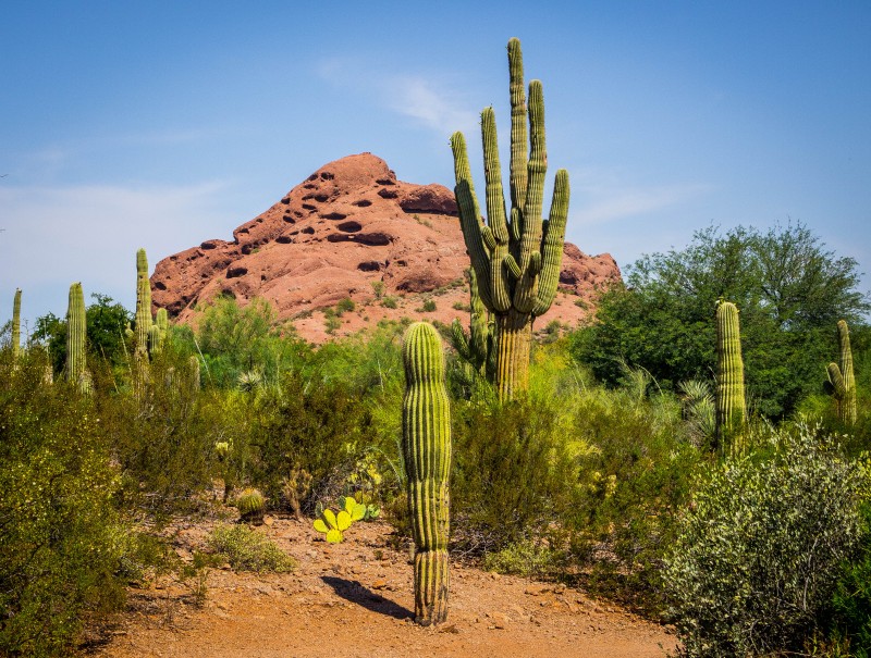 Saguaro cactus, Chapparal, and Papago Peak