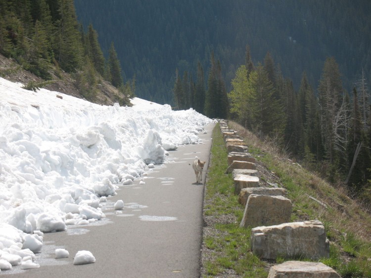 Coyote_on_Going-to-the-Sun_Road_(14196280127)