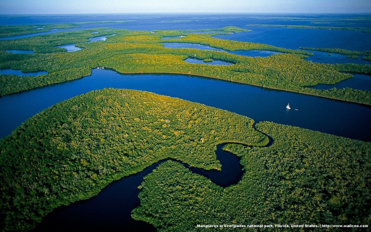 FreeGreatPicture.com-19913-everglades-national-park39s-mangrove-forests