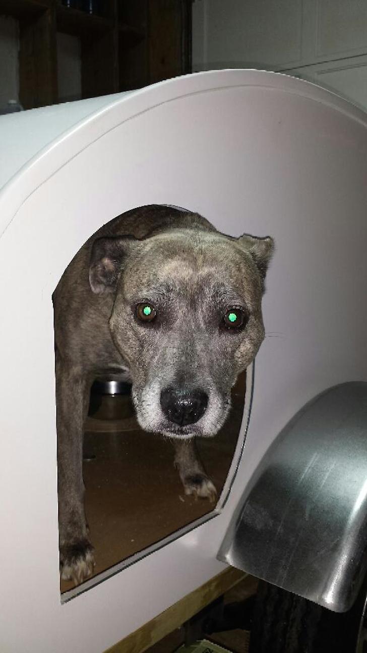 Maggie-peeking-out-from-the-camper