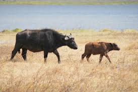 buffalo