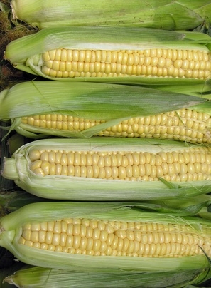 How to Convert Corn Into Fuel