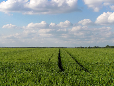 How to Convert Switchgrass to Ethanol