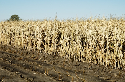 Ethanol Quality of Corn Vs. Sugar Cane