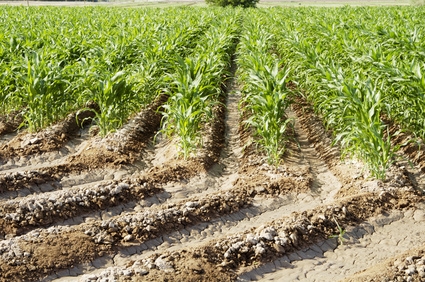Advantages & Disadvantages to Biodiesel Fuel