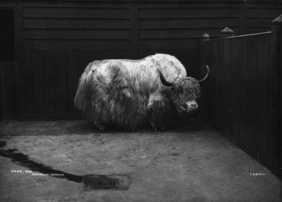 How to Cook Yak