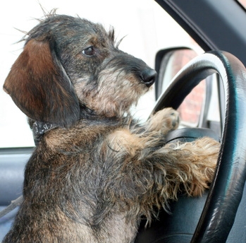 How to Clean the Dog Urine in a New Car
