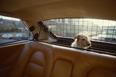How Do I Get Dog Hair Out of My Car?