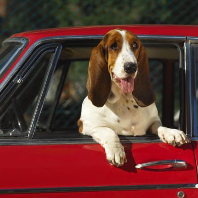 How to Remove Dog Hair From the Carpet in a Car