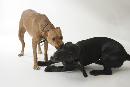 Symptoms of a Bladder Infection in a Female Dog
