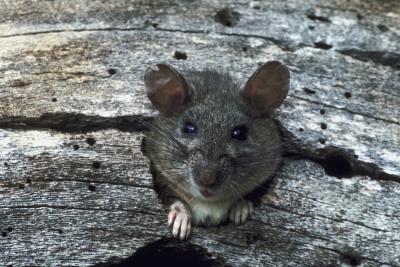 How to Keep Mice, Rats & Other Rodents Out of Your Car Engine