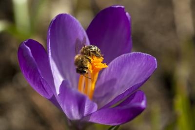 How to Change the Cabin Filter on a Mitsubishi Endeavor