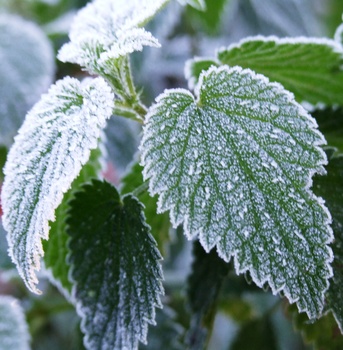 What Causes Ice on Windshields?