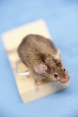 How to Keep Mice Out of Car