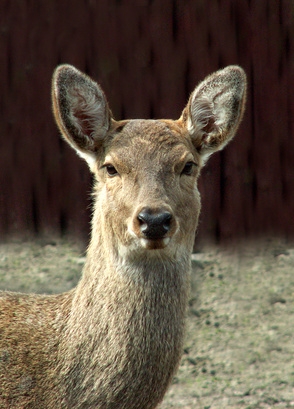 Instructions for How to Mount a Deer Whistle on a Car