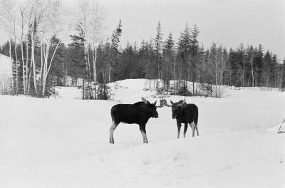 Block Heater Types