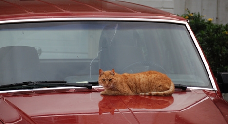 How to Repair a Cracked Plexiglass Windshield