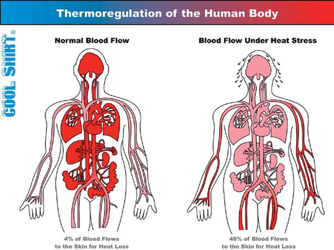 Ctrp 0808 02 Z+driver Cooling+thermoregulation Diagram