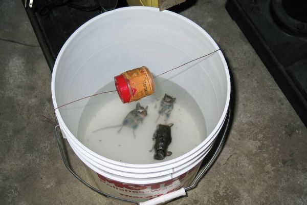 050 Better Mounse Trap Bucket Water Photo 98718576