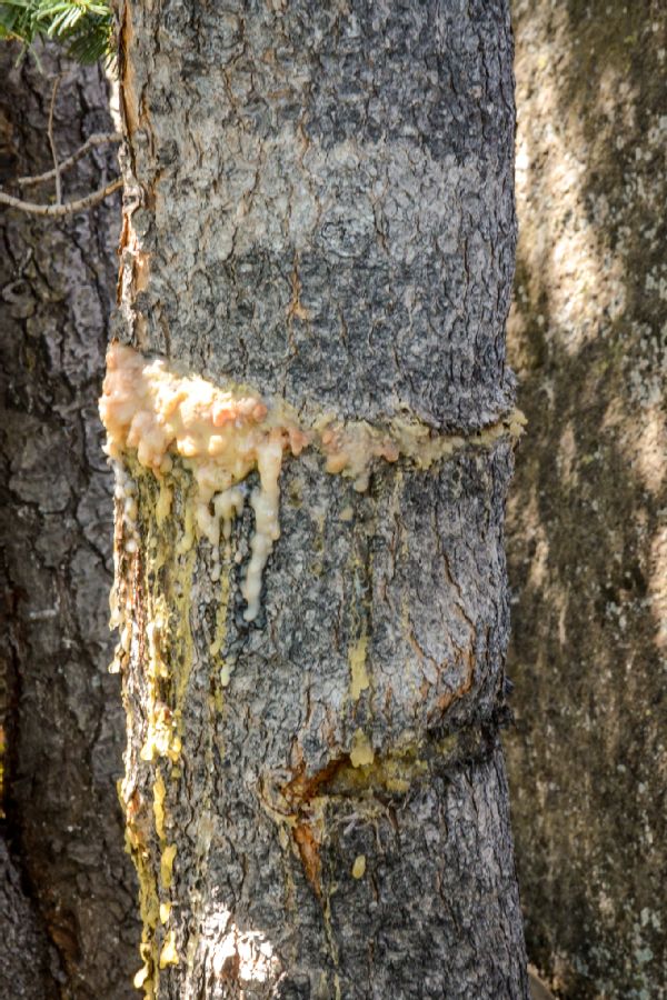 010 Ringed Tree Photo 165855875