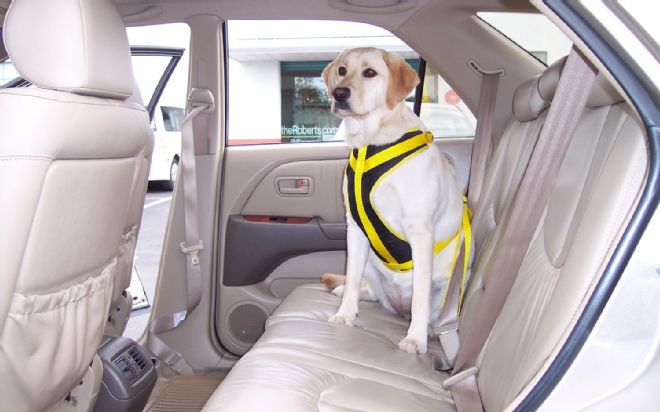 Pet Travel Safety Tips and Products
