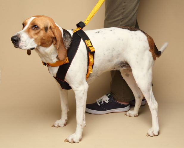 Pet Travel Safety Tips and Products